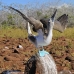 booby_bluefooted_nsey_v_0087_ecu0283.jpg